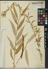Foto von Salix alba subsp. vitellina (L.) Arcang. x Salix babylonica L.